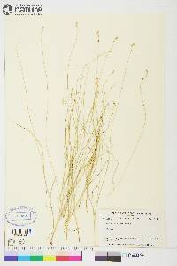 Carex disperma image