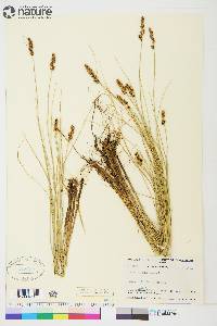 Carex diandra image