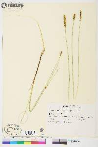 Carex diandra image