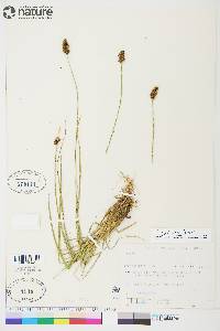 Carex diandra image