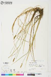 Carex diandra image