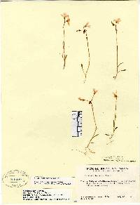 Claytonia bostockii image