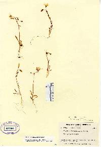 Claytonia bostockii image