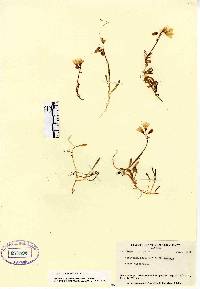 Claytonia bostockii image