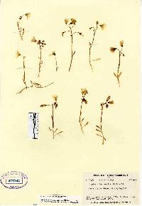 Claytonia bostockii image