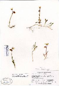 Claytonia bostockii image