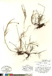 Carex chordorrhiza image