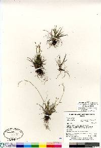 Carex capillaris image