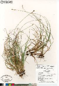 Carex canescens subsp. canescens image