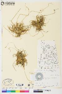 Carex fuliginosa subsp. misandra image