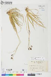 Carex fuliginosa subsp. misandra image