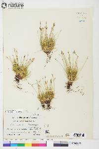 Carex glacialis image