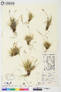 Carex glacialis image