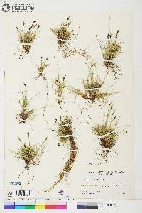 Carex glacialis image