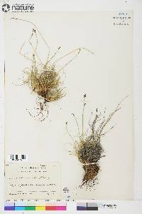 Carex glacialis image