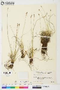 Carex glacialis image