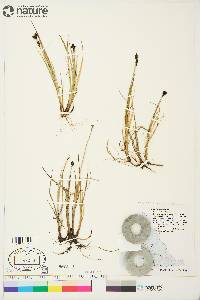 Carex holostoma image