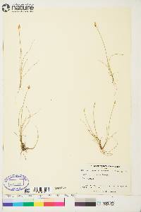 Carex gynocrates image