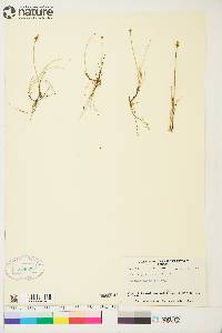 Carex gynocrates image