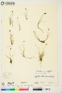 Carex gynocrates image