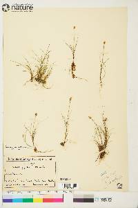 Carex gynocrates image