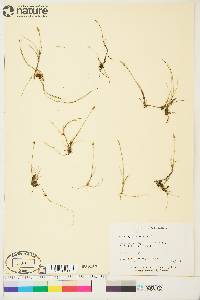 Carex gynocrates image