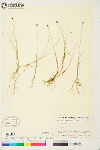 Carex gynocrates image