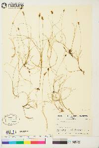 Carex gynocrates image