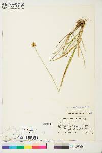 Carex macloviana image