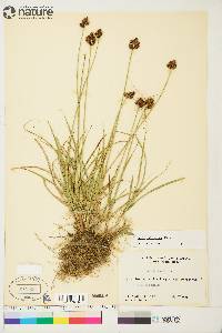 Carex macloviana image