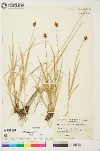 Carex macloviana image