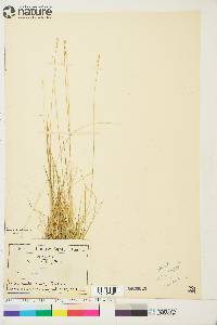 Carex loliacea image