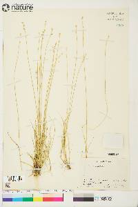 Carex loliacea image