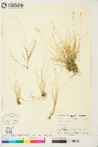 Carex loliacea image