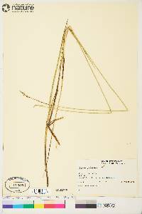 Carex limosa image