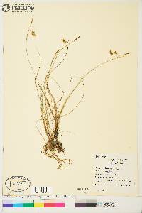 Carex limosa image