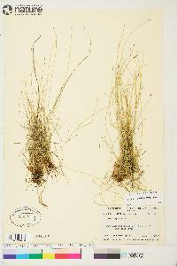 Carex leptalea subsp. leptalea image