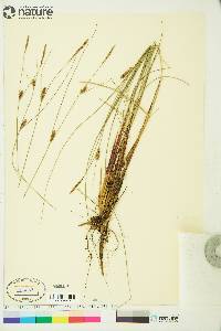 Carex lasiocarpa image