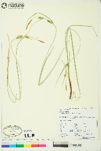 Carex lasiocarpa image