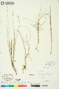 Carex lapponica image