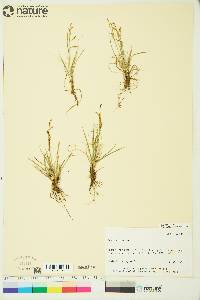 Carex krausei image