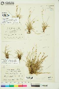 Carex krausei image