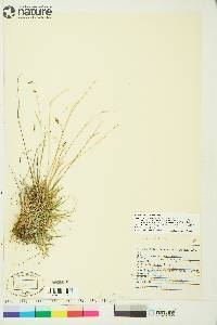 Carex krausei image