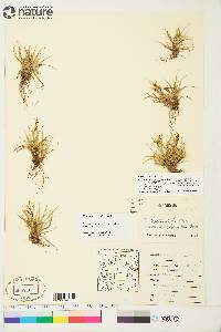 Carex krausei image