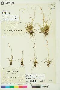 Carex krausei image