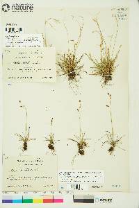 Carex capillaris image