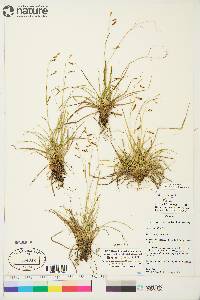 Carex krausei image