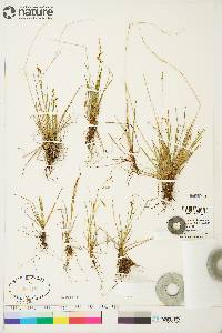 Carex krausei image