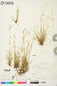 Carex krausei image