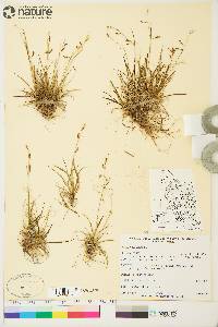 Carex krausei image